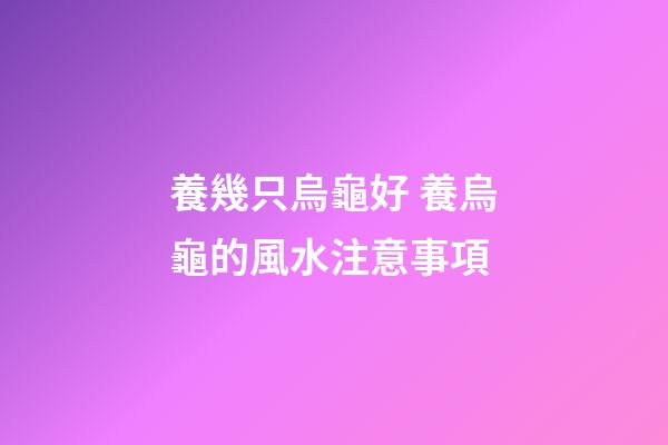 養幾只烏龜好 養烏龜的風水注意事項